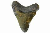 Juvenile Megalodon Tooth - North Carolina #172628-1
